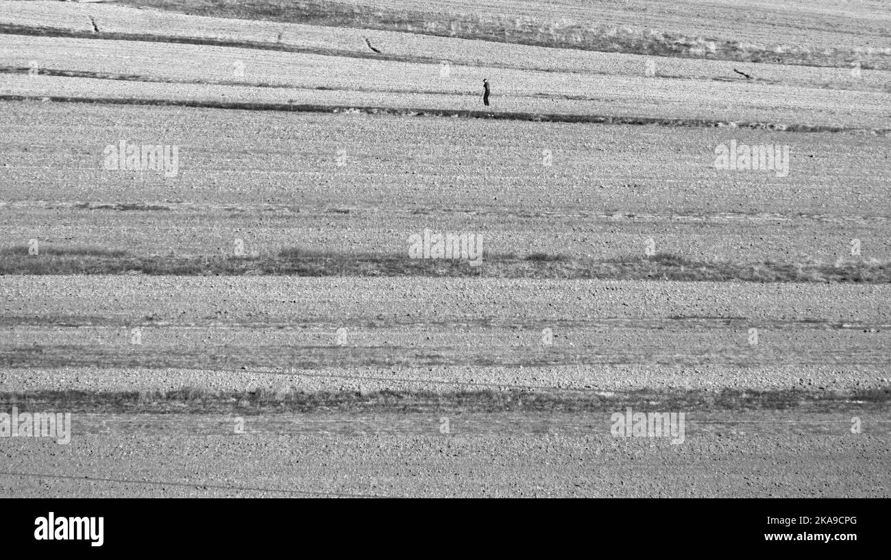 Alter Mann auf einem frisch gepflügten Feld in der Gegend von Korce in Albanien. Stockfoto