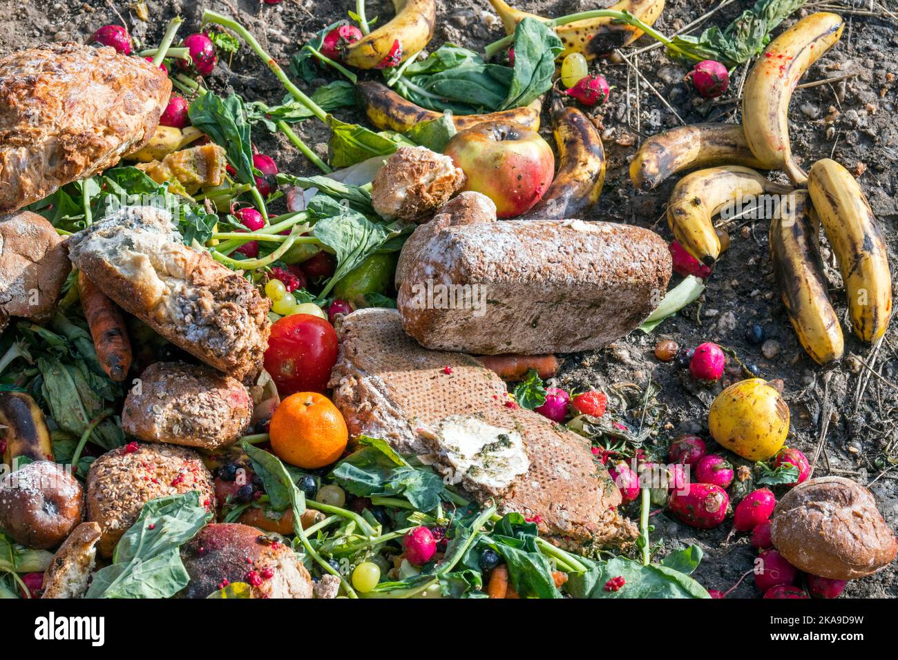 Überschüssige Lebensmittel, abgelaufenes Obst und verdorbenes, überfälliges Gemüse aus Geschäften, Bäckereien und Supermärkten, die auf dem Boden im Wald für Wildtiere zum Essen angelegt wurden Stockfoto