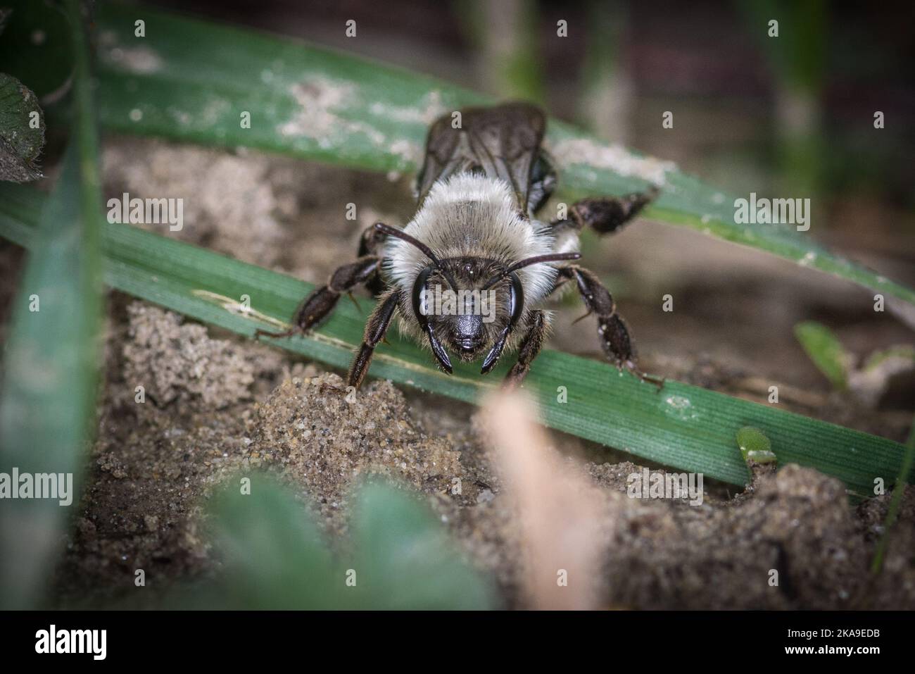 Nahaufnahme einer graurückigen Bergbaubiene (Andrena vaga) auf einem grünen Pflanzenblatt Stockfoto