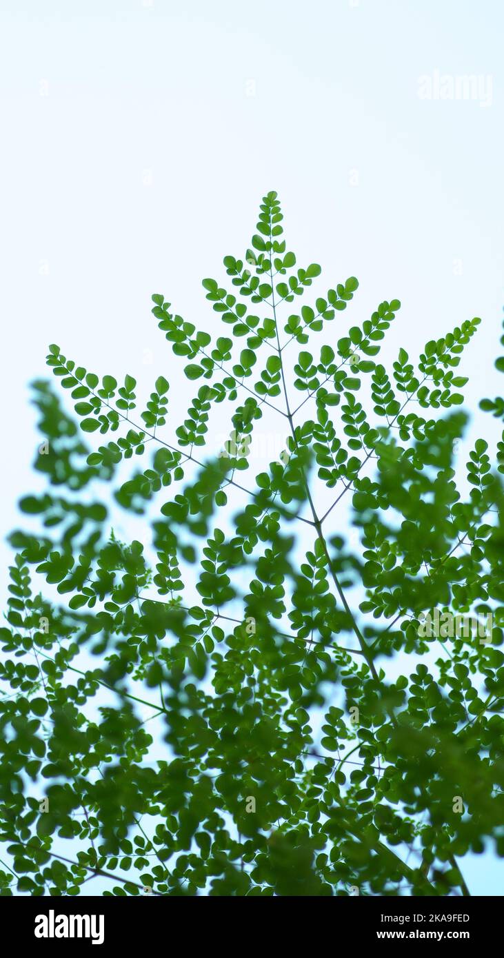 Ein niedriger Winkel Aufnahme eines Schlagstockbaums Blätter Stockfoto