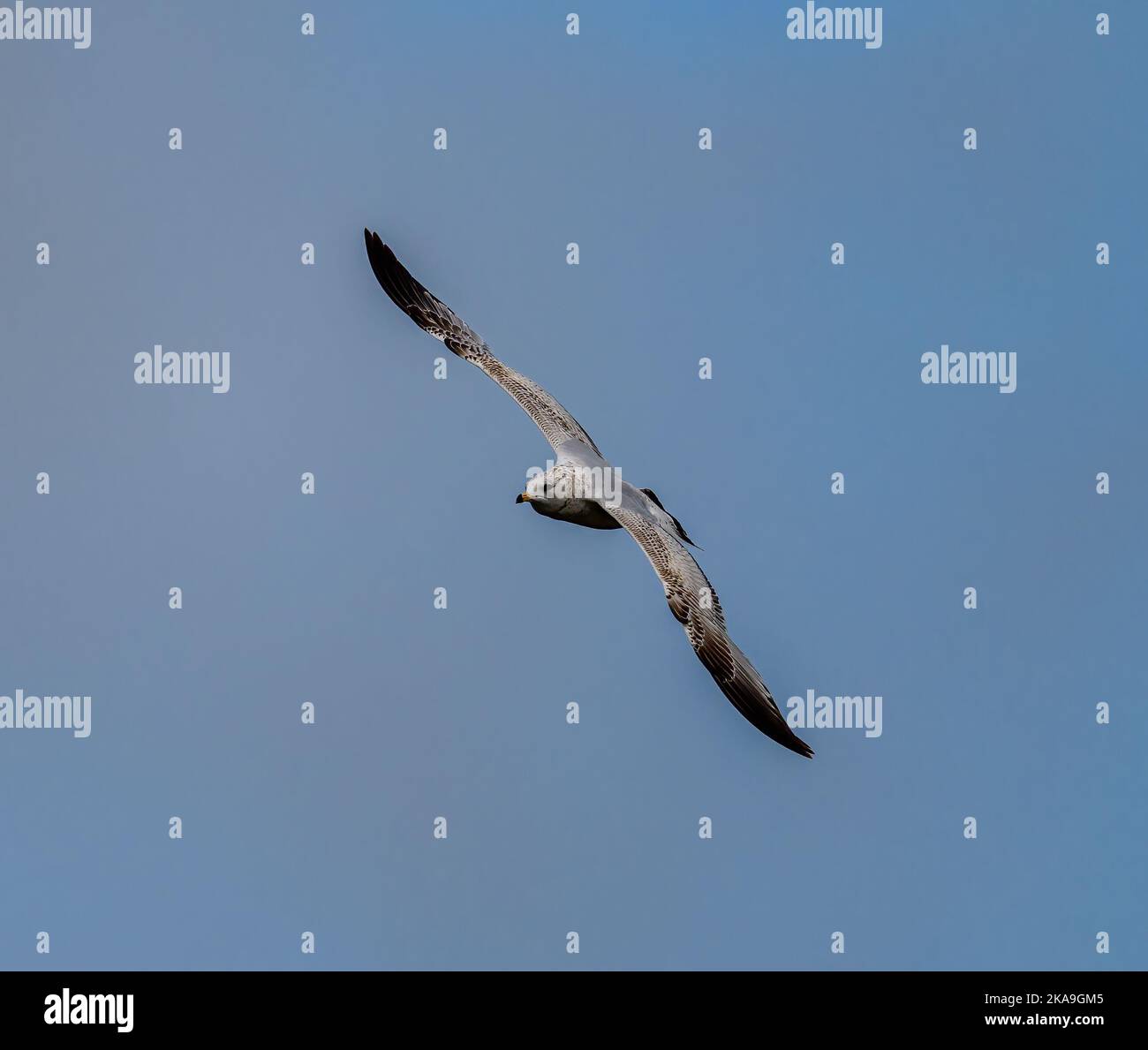 Die kalifornische Möwe fliegt am blauen Himmel. Larus Carifornicus. Stockfoto