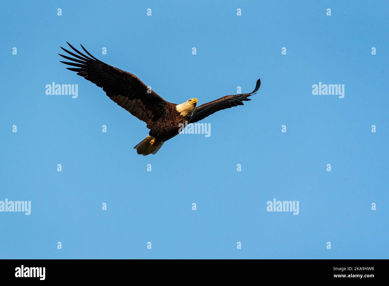 Der Erwachsene Weißkopfadler fliegt mit Einem klaren blauen Himmel im Hintergrund hoch Stockfoto