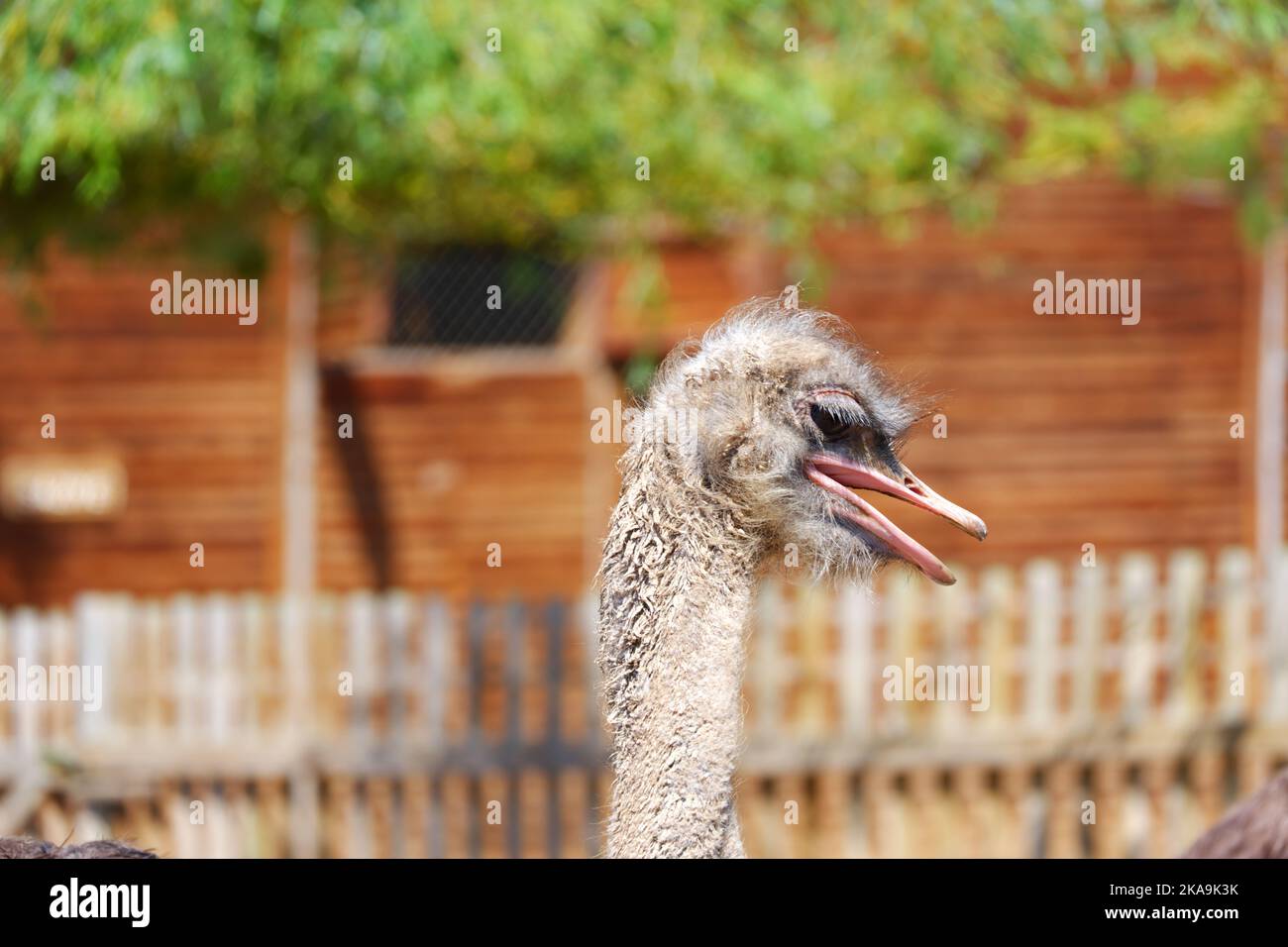 Langer Hals und Kopf des wilden Straußenvogels an einem sonnigen Sommertag im Freien Stockfoto