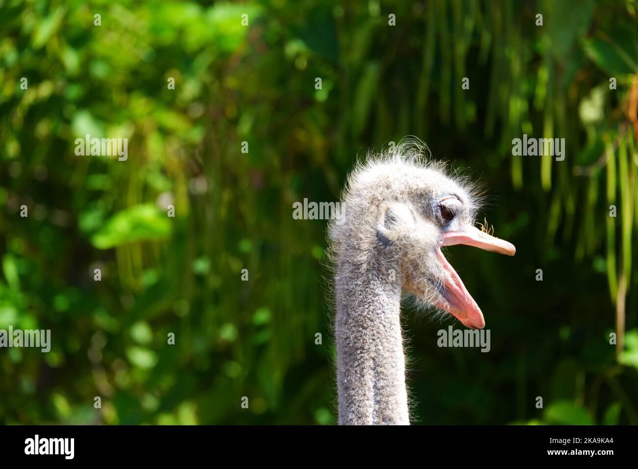 Langer Hals und Kopf des wilden Straußenvogels an einem sonnigen Sommertag im Freien Stockfoto
