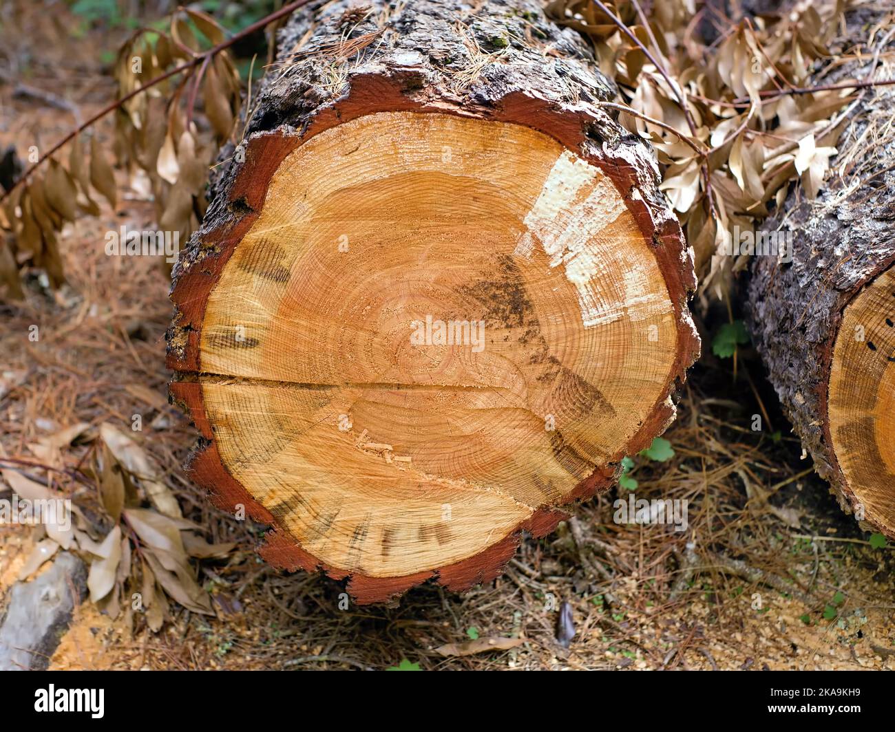 Der Schnitt einer frisch gefällten kanarischen Kiefer, die auf dem Waldboden liegt. Man sieht deutlich die Jahresringe, den Kern und den noch sehr saftigen, fre Stockfoto