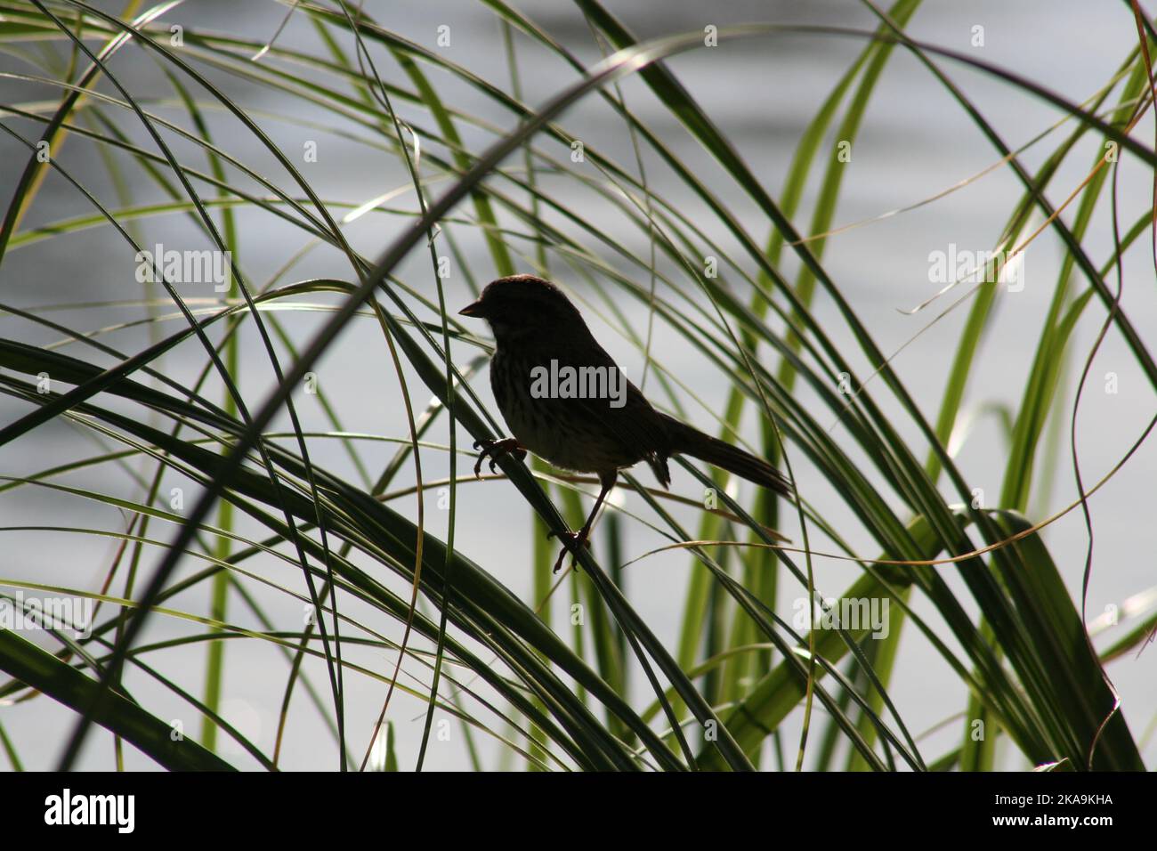 Vogel-Silhouette Stockfoto