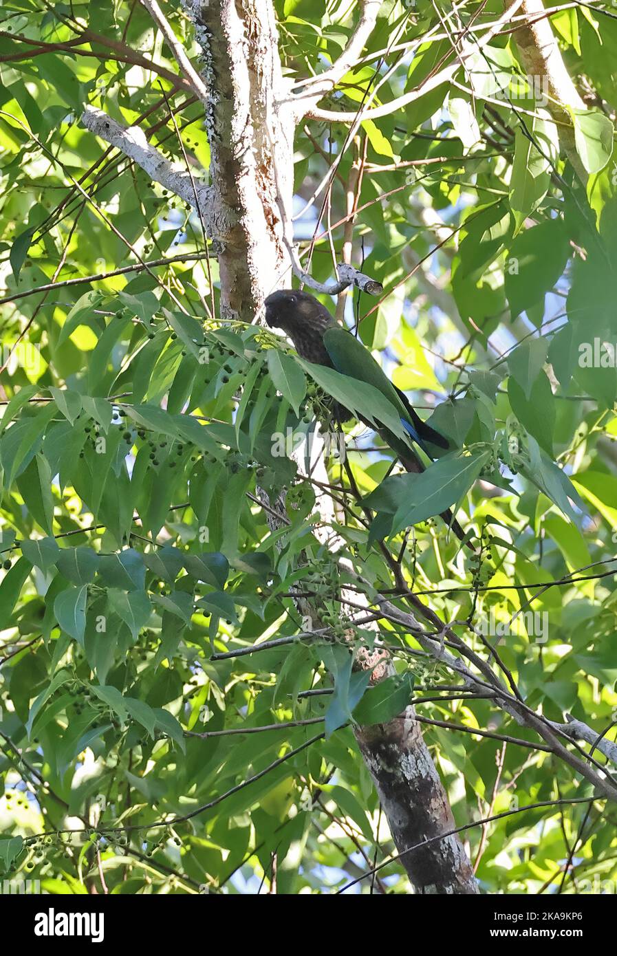 Santarem-Sittich (Pyrrhura amazonum), im Baum sitzend, bedrohte Art Rio Azul, Brasilien. Juli Stockfoto