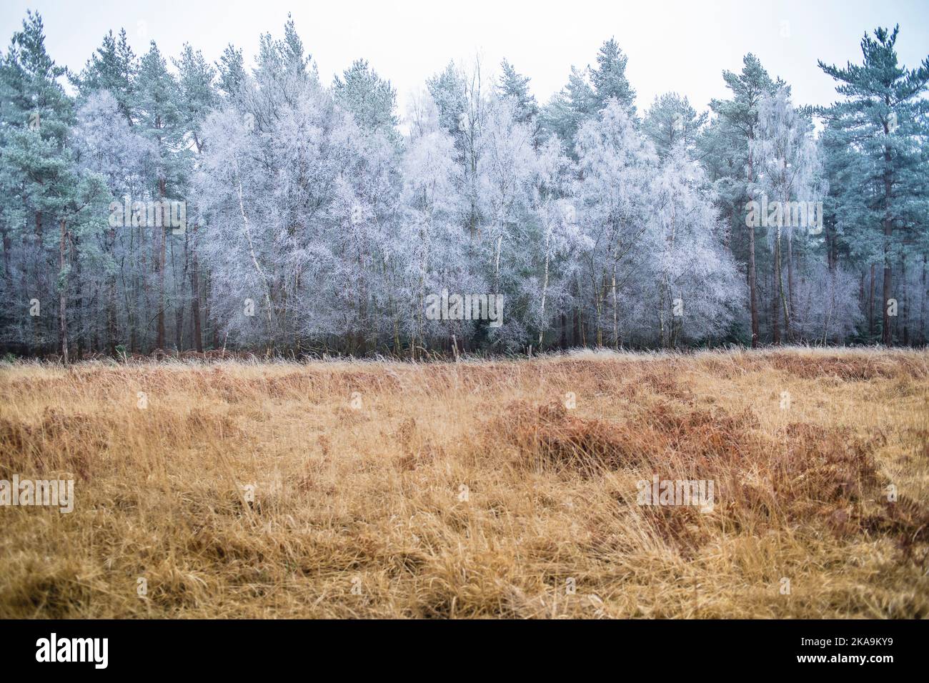 Silberne Birken und Evergreen, im Raufrost drapiert weiches Reibeis an kalten winterlichen Morgen, Bracken-Schilf und langes Gras im Vordergrund hellbraun Stockfoto