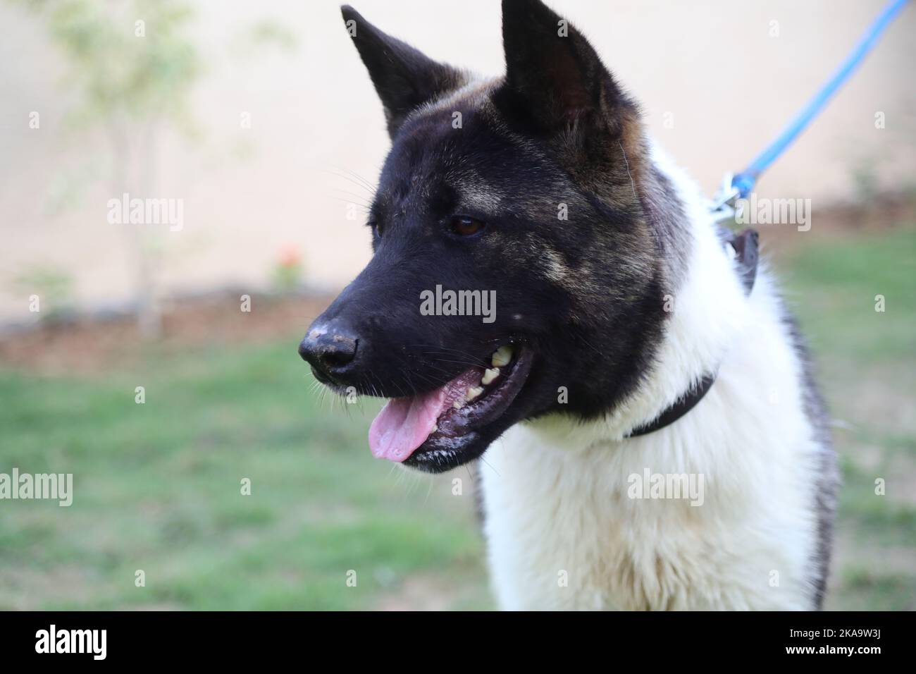 Eine Nahaufnahme der japanischen Akita im Garten. Ausgewählter Fokus. Stockfoto