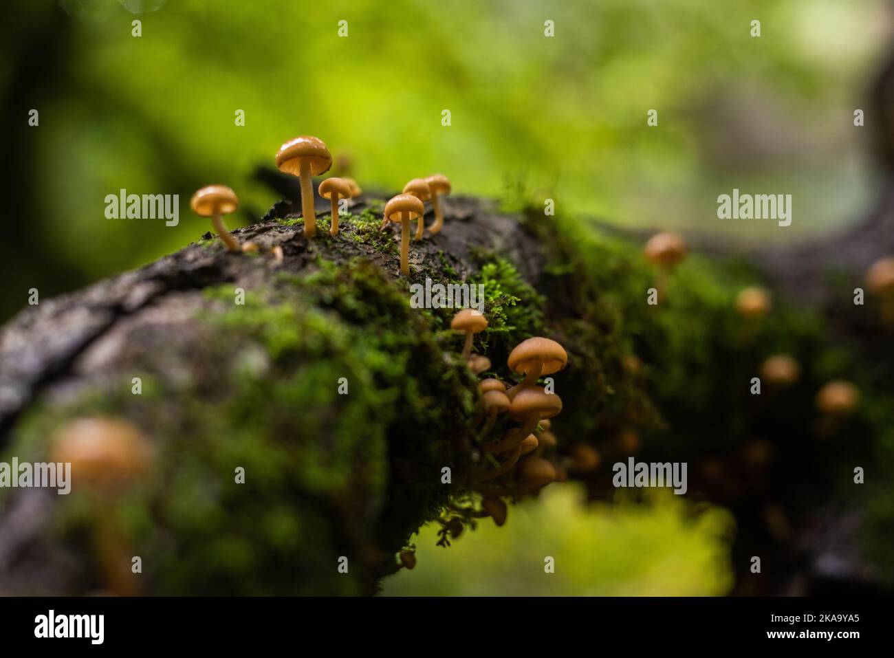 Pilze wachsen auf einem alten Eichenglied auf Dartmoor, Devon. Stockfoto