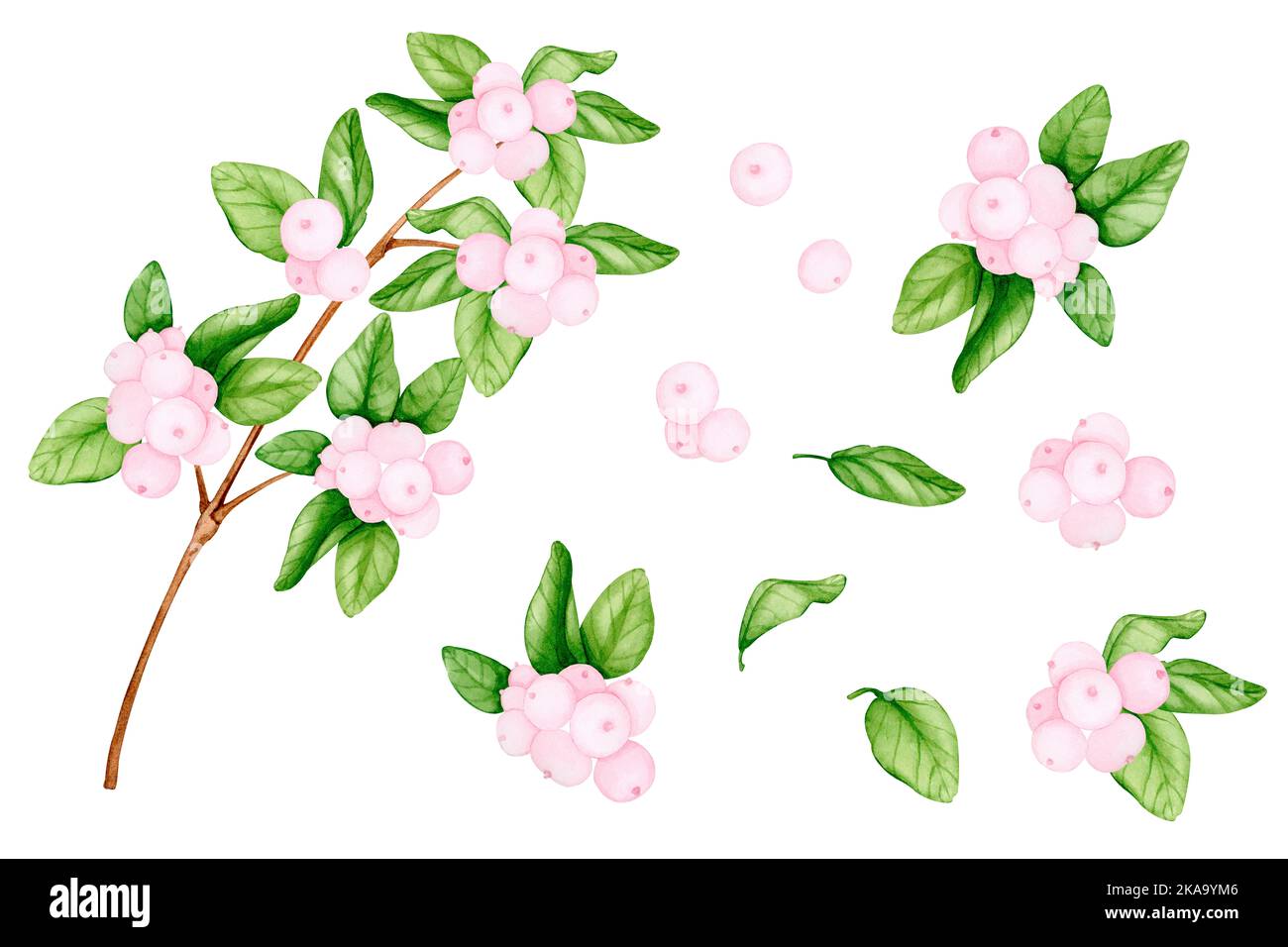 Großer Satz von rosa Schneebeeren. Aquarellelemente: Beeren mit Blättern, Zweig mit Beeren, Blumensträuße. Botanische Illustration für Design Stockfoto