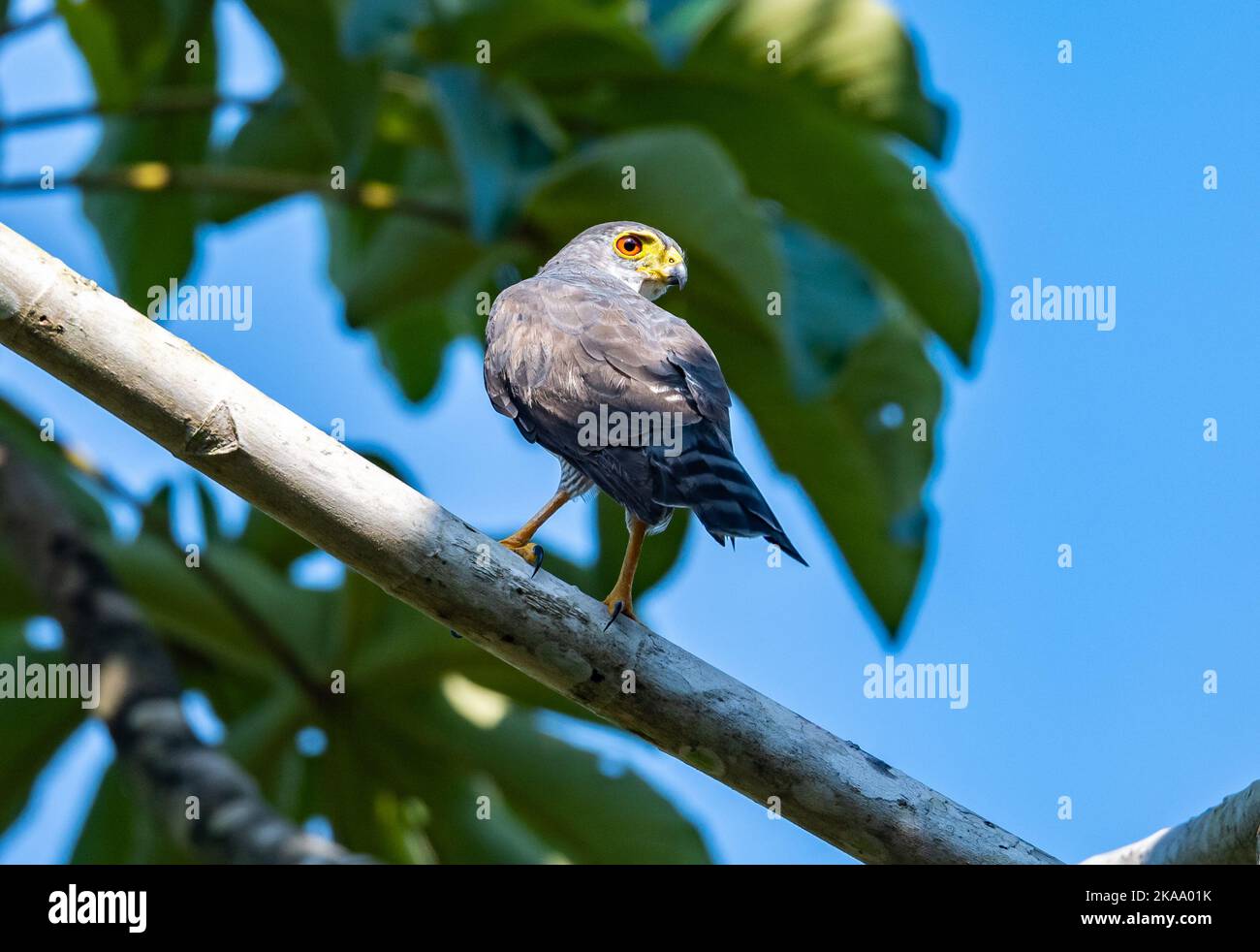 Ein wilder kleiner Falke (Microspizias superciliosus), der auf einem Ast steht. Roraima State, Brasilien. Stockfoto