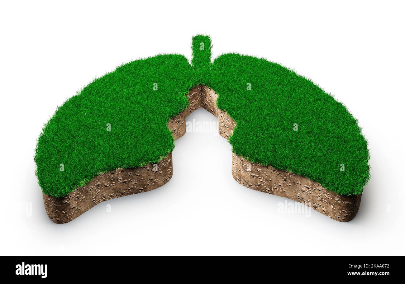 Eine 3D Illustration einer Lungenform aus grünem Gras und Felsboden-Textur Querschnitt Stockfoto