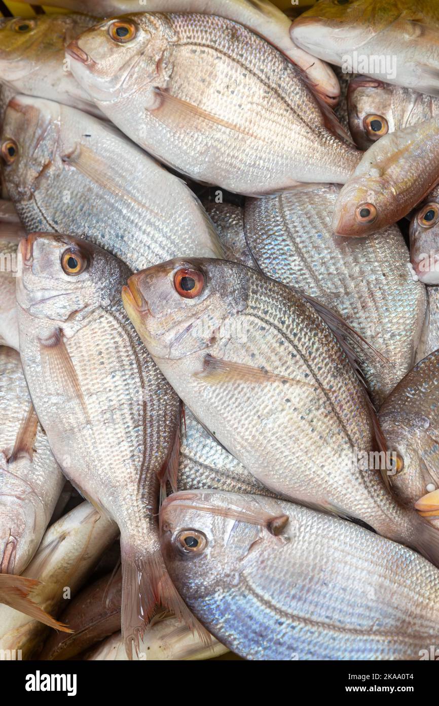 Brassen zum Verkauf auf einem Markt in Acre Israel Stockfoto