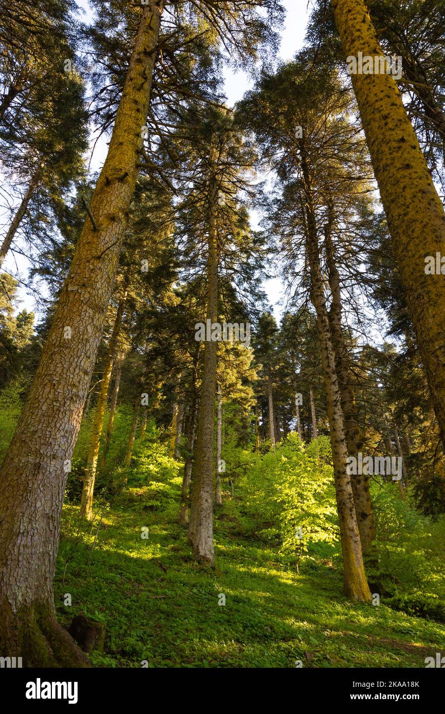 Hohe Bäume im Wald. Weitwinkelansicht von hohen Bäumen in vertikalem Foto. Foto des Carbon Net Zero Concept. Stockfoto