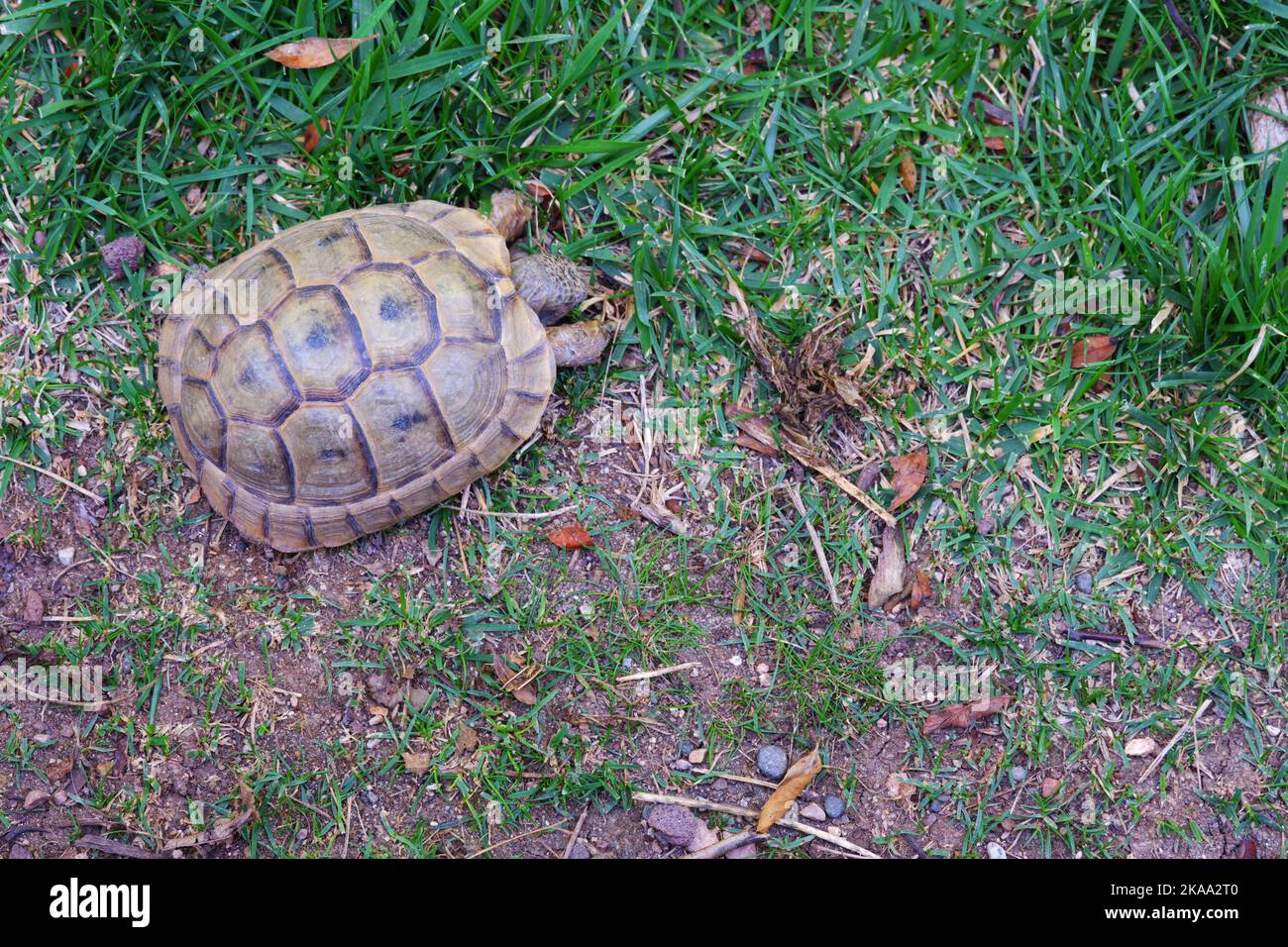 Europäische Landschildkröte, die sich im Schatten auf Gras bewegt Stockfoto