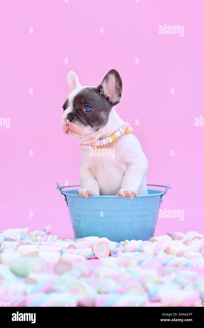 Niedliche blaue pied Französisch Bulldog Hund Welpen in Eimer zwischen marsmalow Süßigkeiten auf rosa Hintergrund Stockfoto
