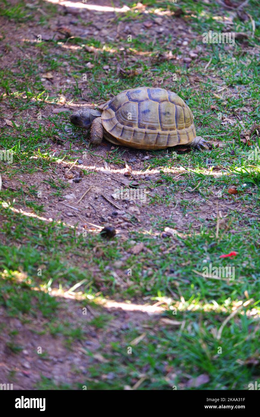 Europäische Landschildkröte, die sich im Schatten auf Gras bewegt Stockfoto