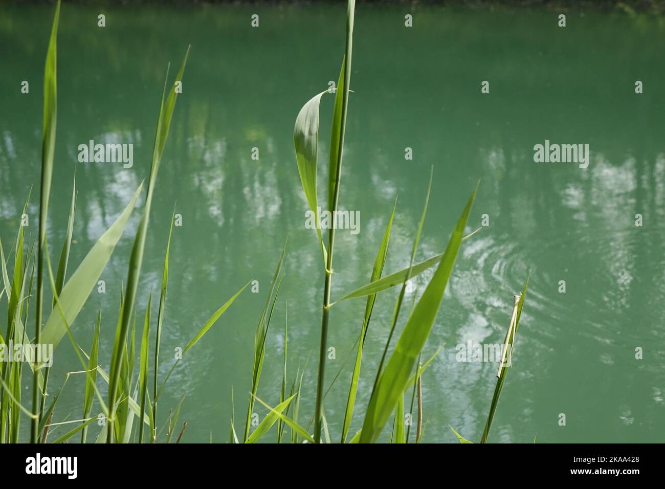 Grünes Phragmitengras am Ufer des Stichkanal Hildesheim (Seitenkanal des Mittelland-Kanals), sonniger Frühlingstag, Hildesheim, Deutschland Stockfoto