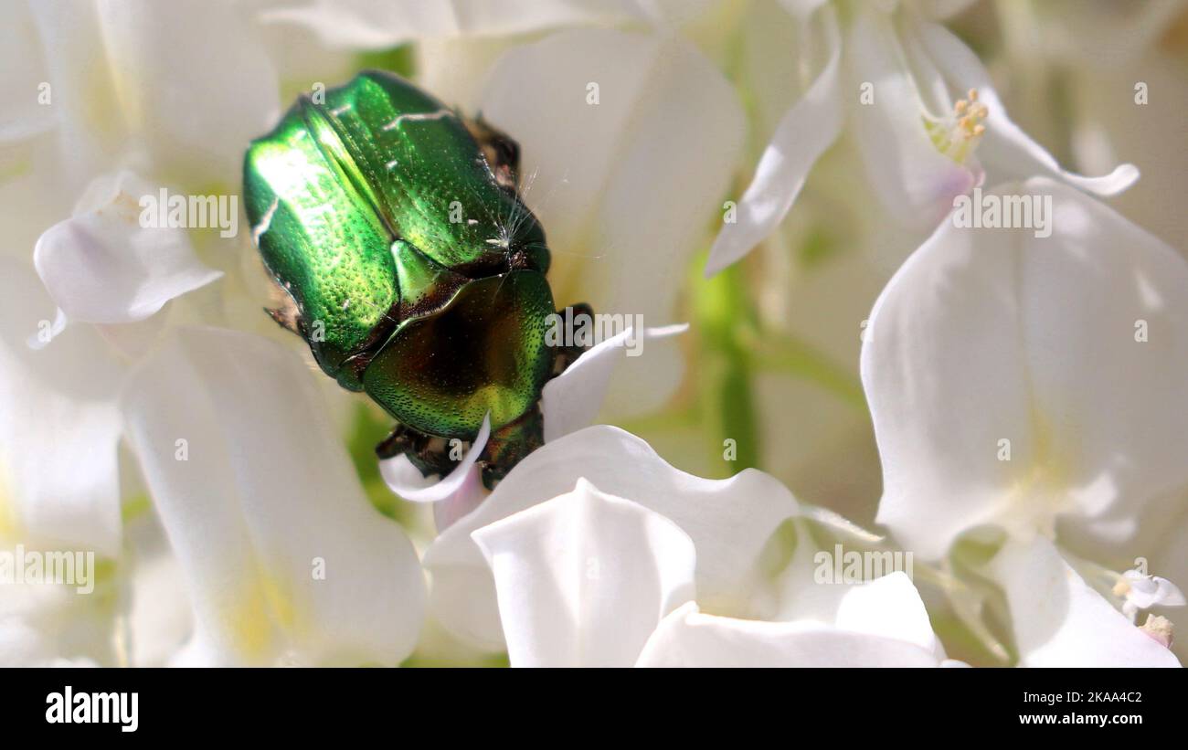 Eine selektive Fokusaufnahme von grünem Rosenchafer auf weißen Blüten Stockfoto