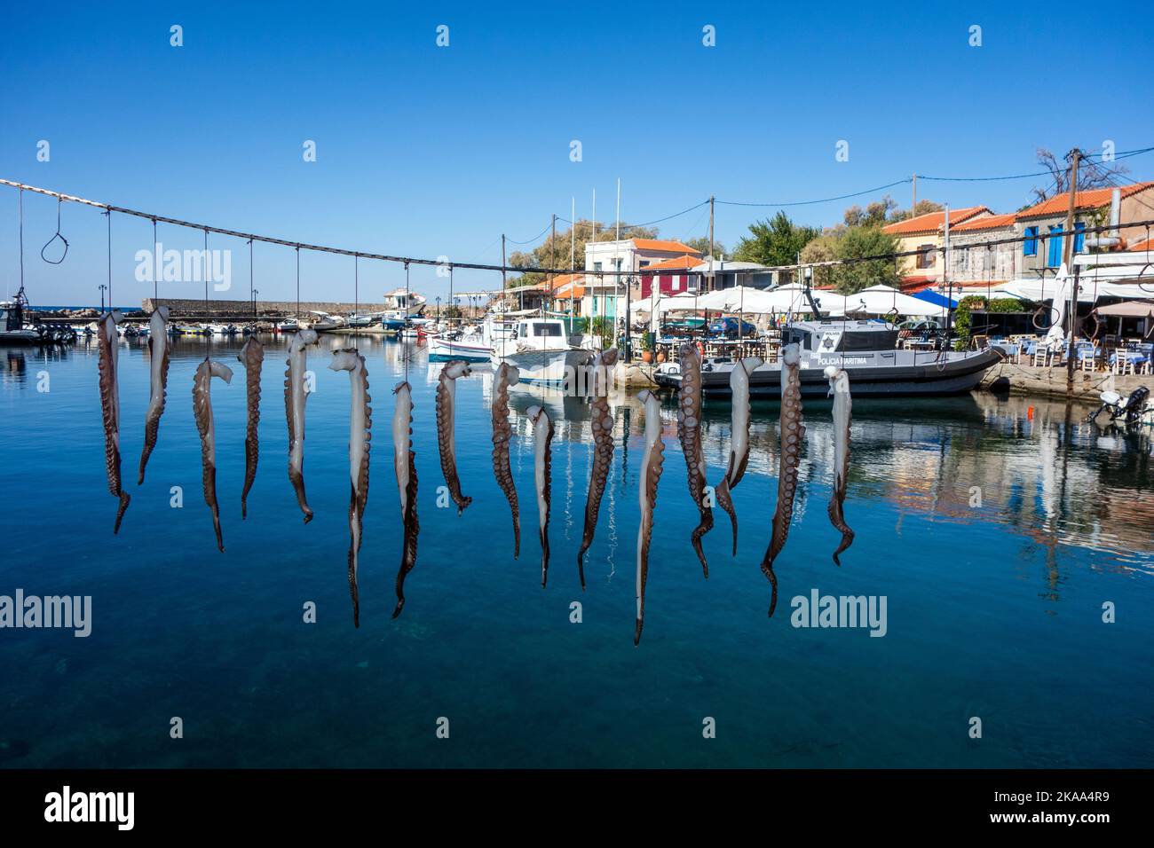 Krake, der im Sonnenschein auf dem Hafen Molyvos auf der griechischen Insel Lesvos Griechenland trocknet Stockfoto