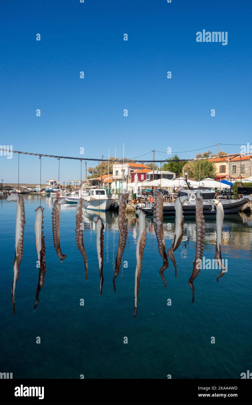 Krake, der im Sonnenschein auf dem Hafen Molyvos auf der griechischen Insel Lesvos Griechenland trocknet Stockfoto