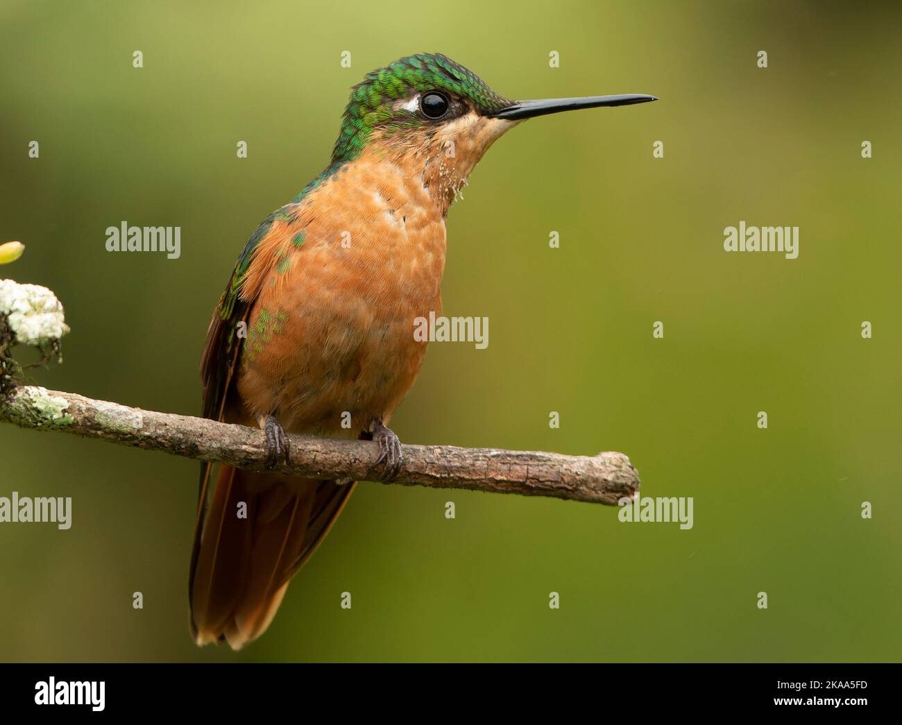 Vögel Brasiliens Stockfoto