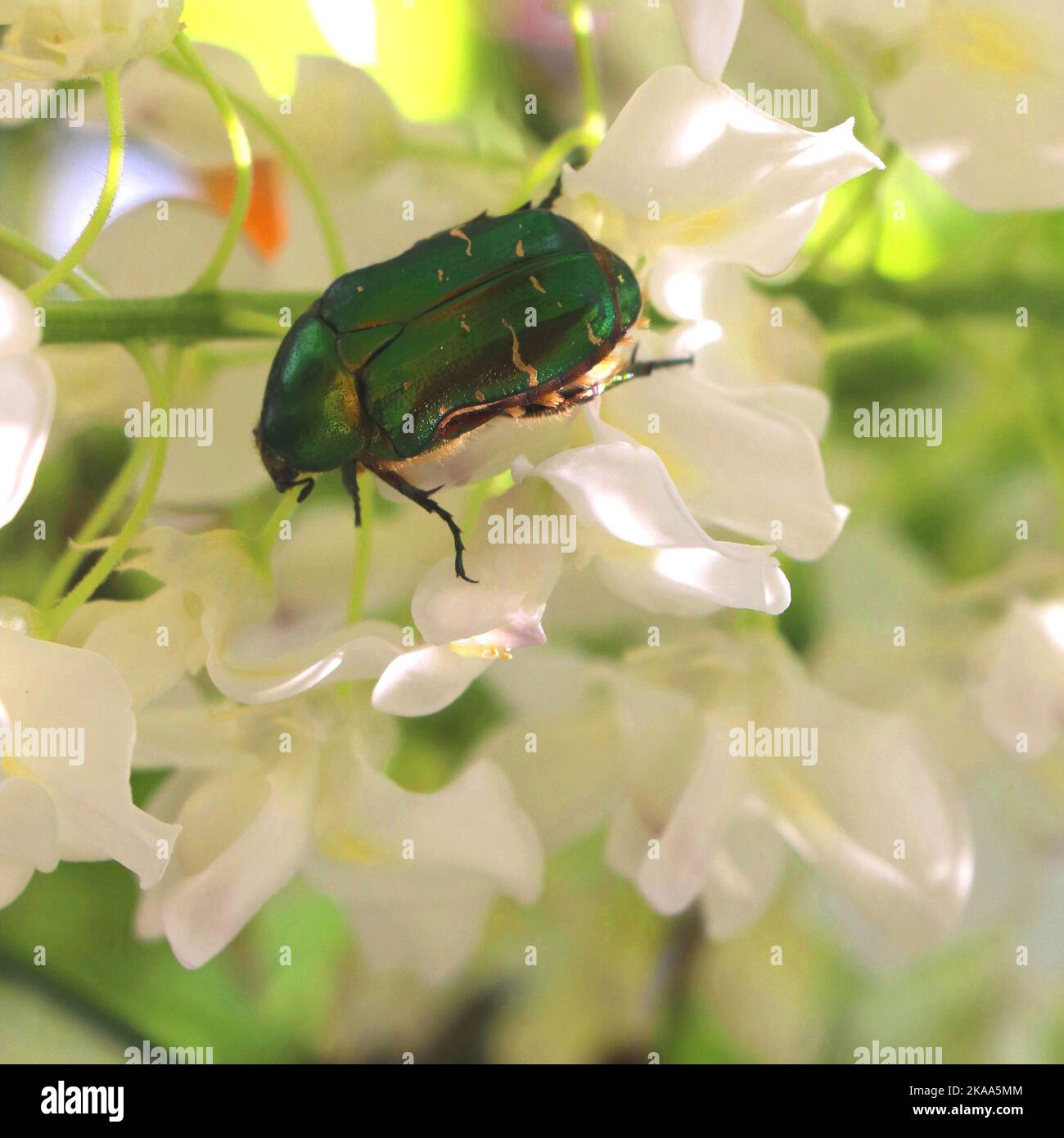 Eine selektive Fokusaufnahme von grünem Rosenchafer auf weißen Blüten Stockfoto