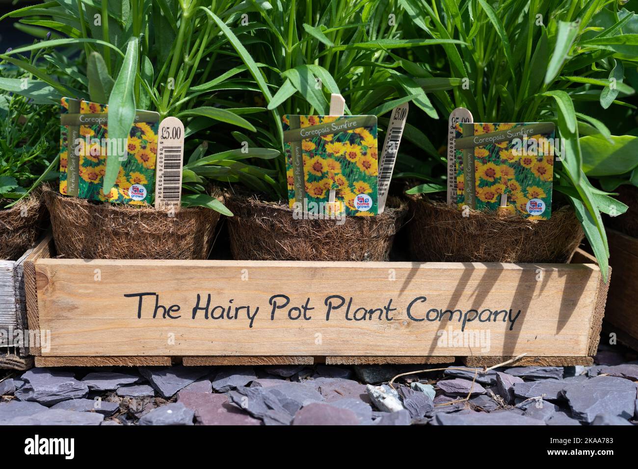 Die Hairy Pot Plant Company Tablett mit Pflanzen Stockfoto