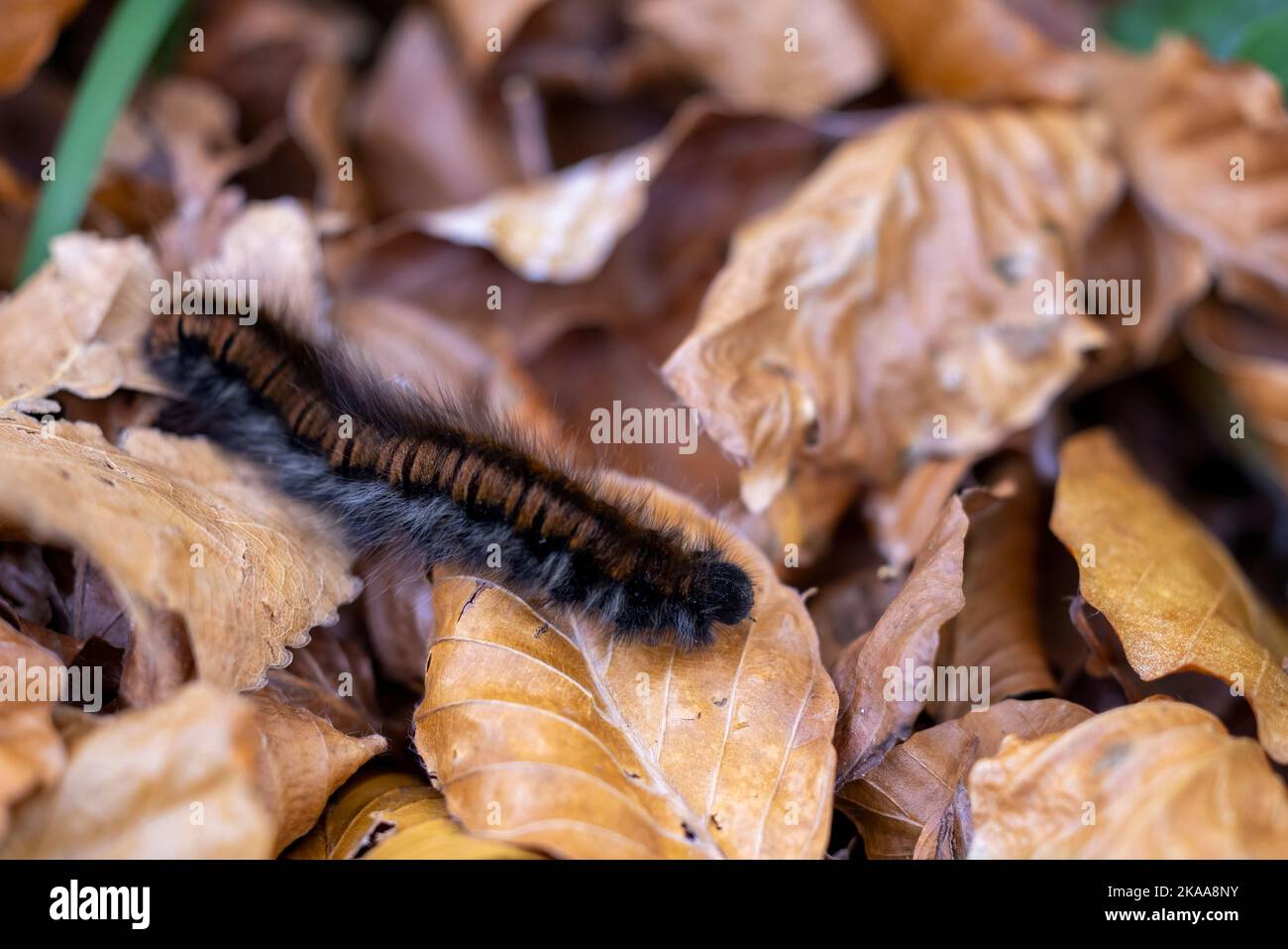 Raupe der Fuchsmot (Macrothylacia rubi). Stockfoto