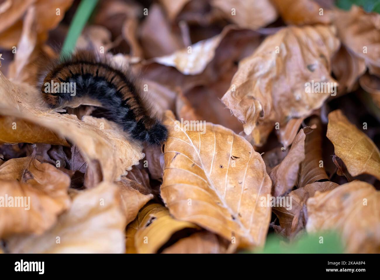 Raupe der Fuchsmot (Macrothylacia rubi). Stockfoto