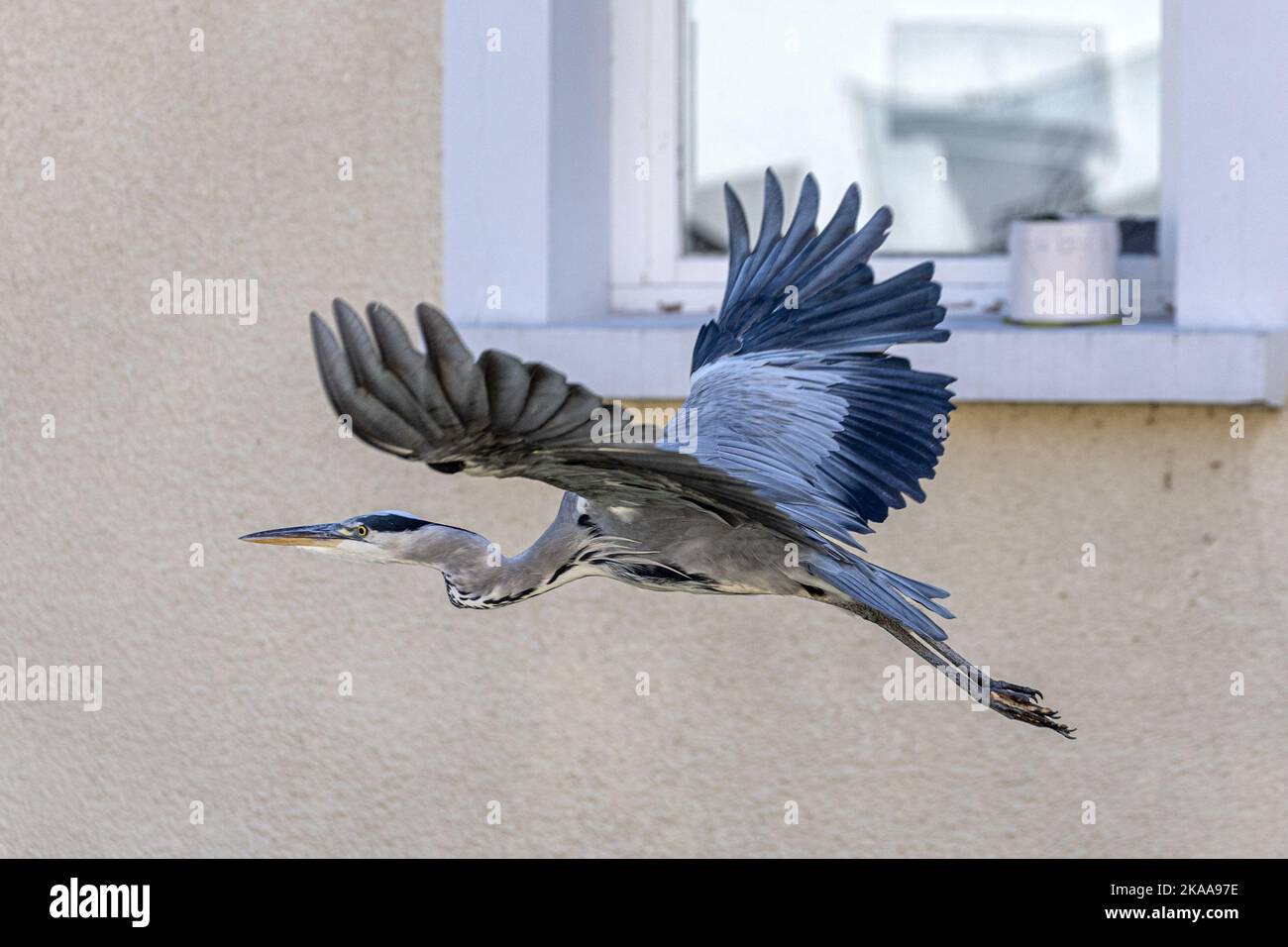 2. Winter juvenile, Graureiher, Ardea cinerea, fliegen vorbei an Gebäuden, Ufern des Flusses Gradna, Samobor, Kroatien Stockfoto