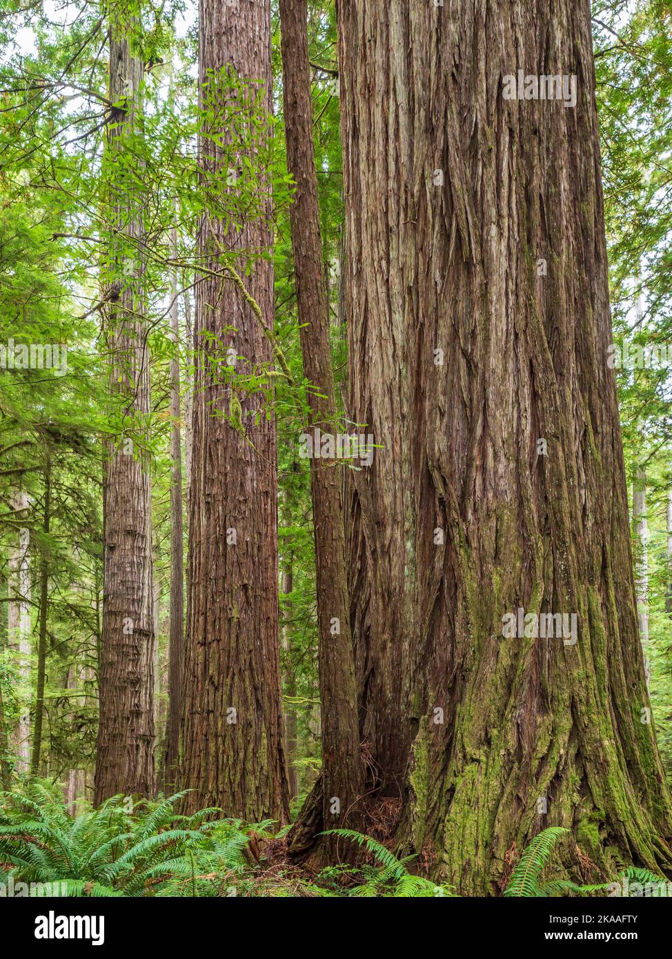 Boy Scout Trail Redwoods, Jedediah Smith Redwoods State Park, Redwood National Park in der Nähe von Crescent City, Kalifornien. Stockfoto