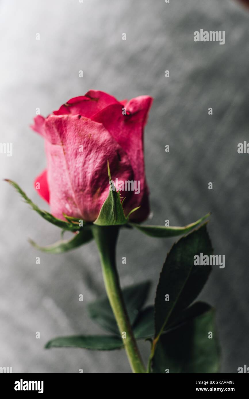 Leuchtend rosa Rosenstamm mit weichem salbeigrünem Samthintergrund Stockfoto