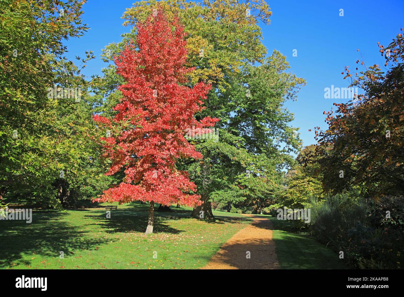 Herbst Im Petworth Park, West Sussex Stockfoto