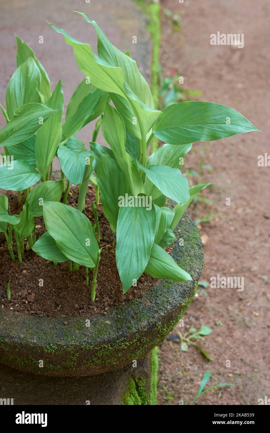 Junge Kurkuma Pflanzen wachsen in einem Topf oder Behlter, Curcuma longa,  pflanzliche Heilblhpflanze aus der Ingwerfamilie und heimisch in  sdostasien Stockfotografie - Alamy