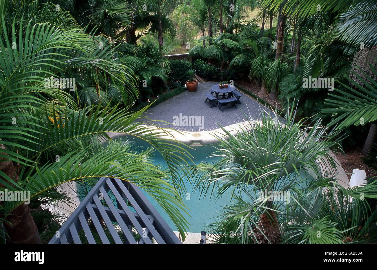 BLICK AUF DEN POOLGARTEN, AUSTRALIEN. (Von links nach rechts: Phoenix roebelleni, Beaucarnea recurvata, Syagrus romanzoffiana, Washingtonia, Howea & Raphis Excel) Stockfoto