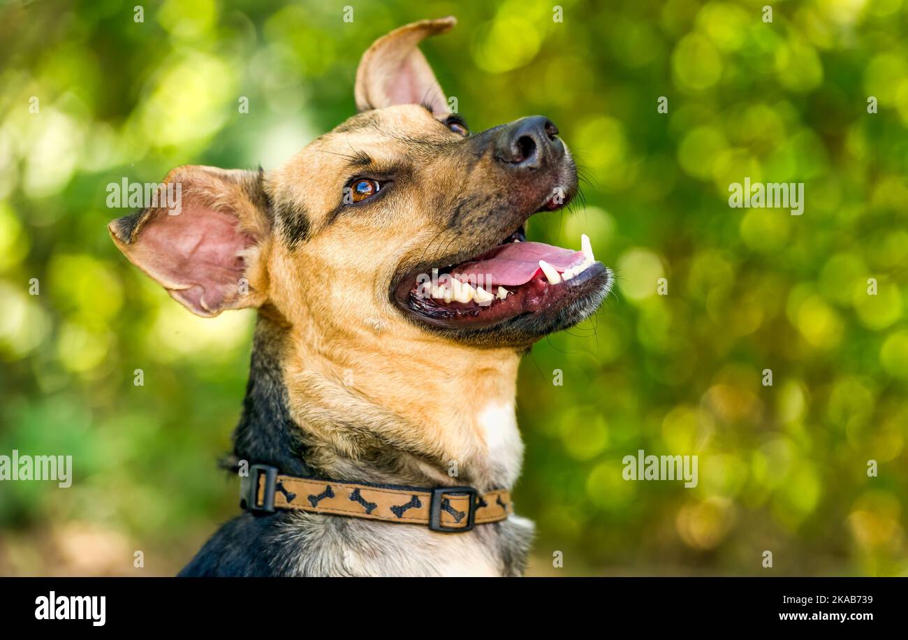 Ein deutscher Sheppard Hund ist im Freien glücklich mit Aufregung Stockfoto