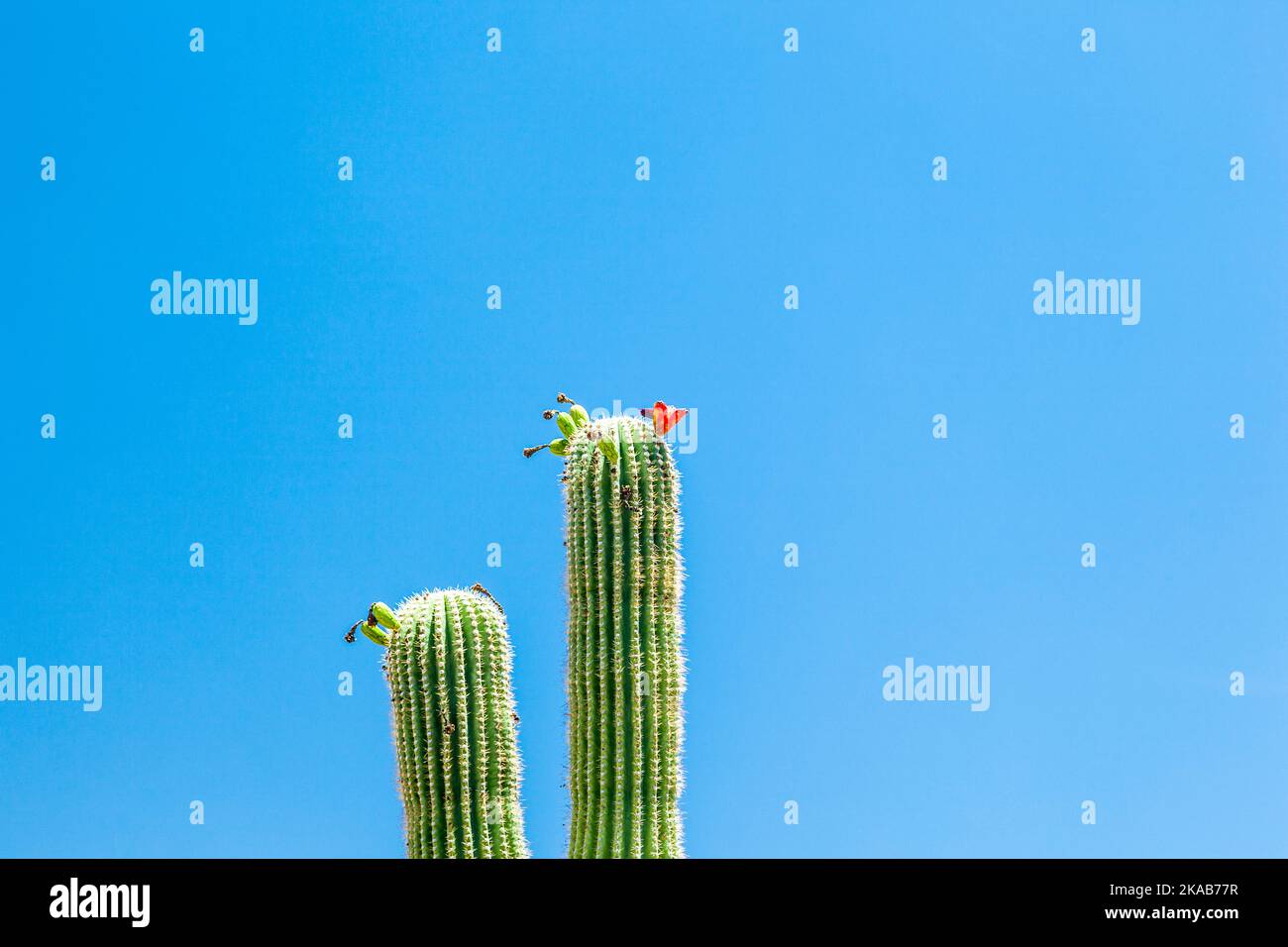 Blühende Kakteen in der Wüste mit blauer Himmel Stockfoto