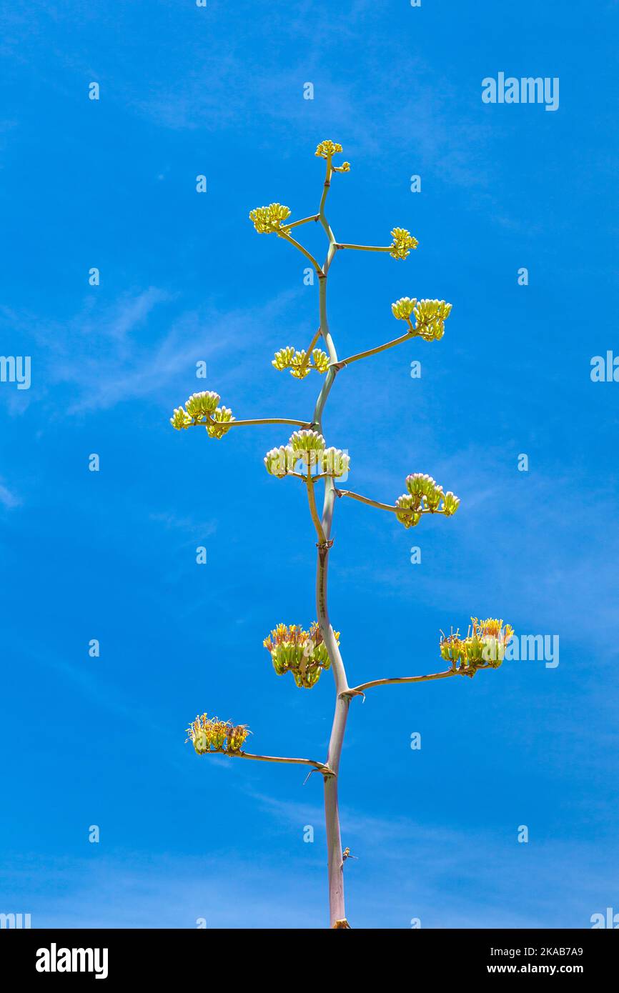 Blühende Wüstenpflanze im sonora Wüstenmuseum in Tuscon, Arizona Stockfoto