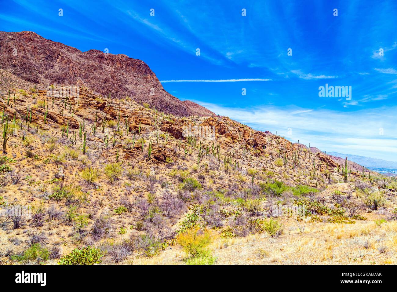 Wunderschöne Landschaft der Wüste mit Kakteen in der Nähe von Tuscon, Arizona Stockfoto