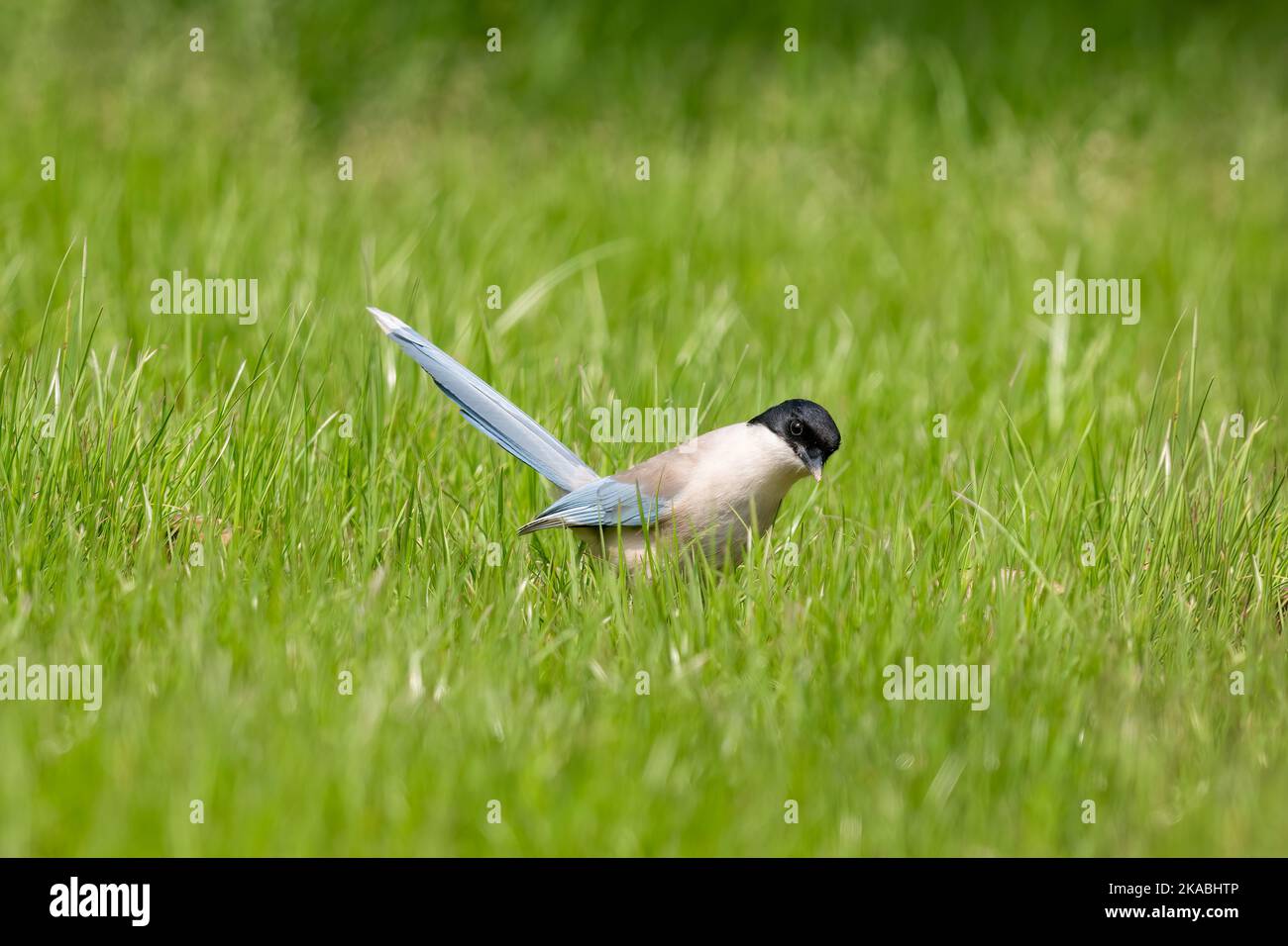 Nahaufnahme einer sitzenden, schönen azurblauen Flügelelster im Frühling an einem sonnigen Tag Stockfoto