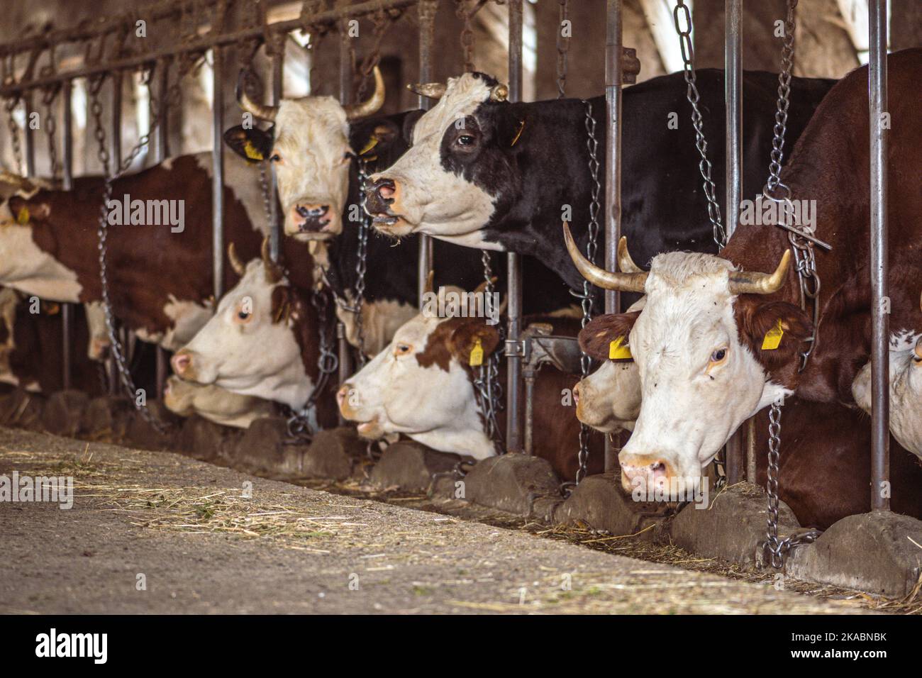 Intensive Zucht von Kühen in Folge für die Milchproduktion genutzt, beschränkt auf einen Stall auf einem Bauernhof, viele Kühe mit Ketten gebunden. Intensive Tierhaltung Stockfoto