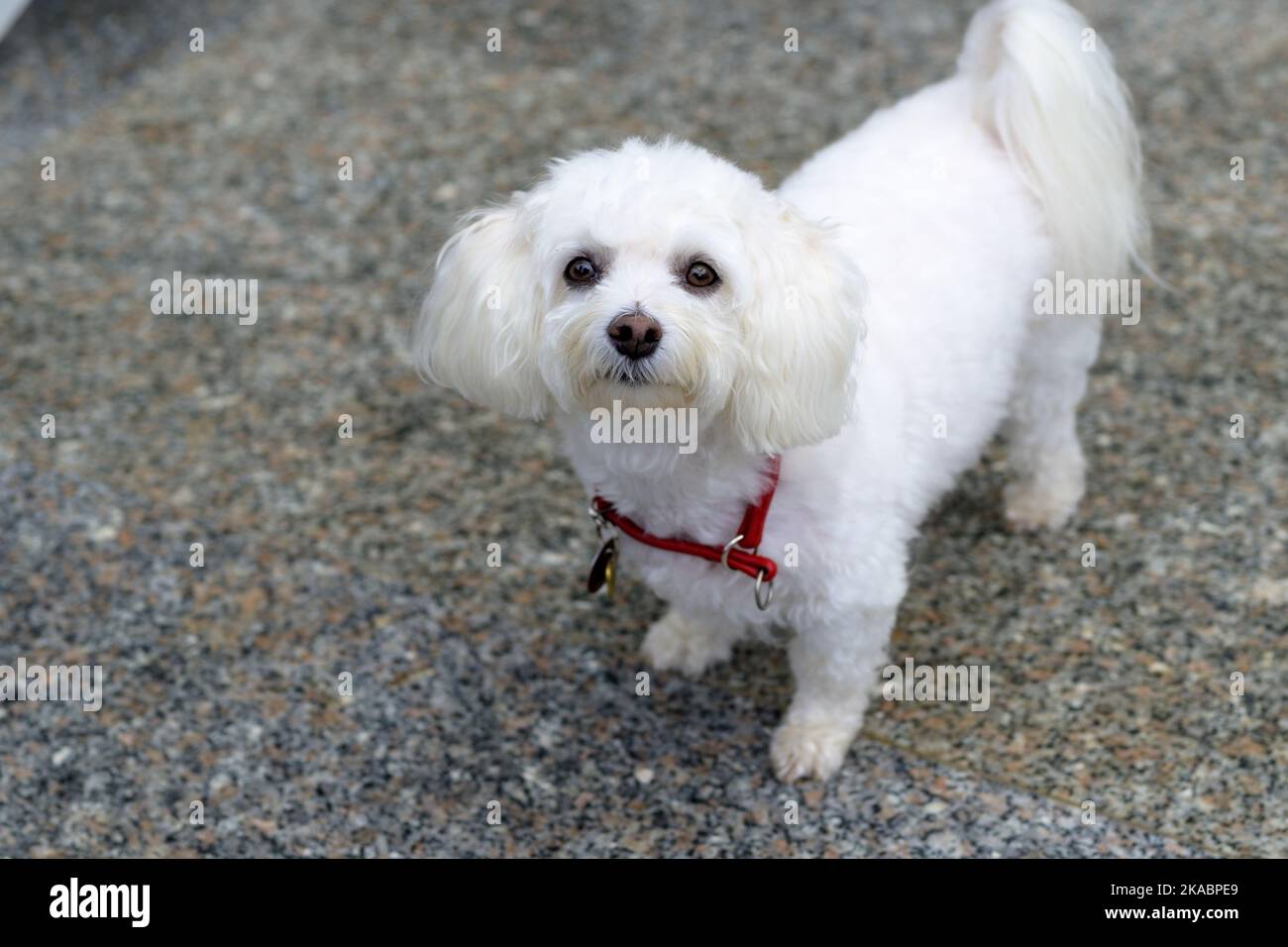 Der entzückende kleine weiße Havanese-Hund, der die Kamera in den Innenräumen zu Hause aufhält Stockfoto