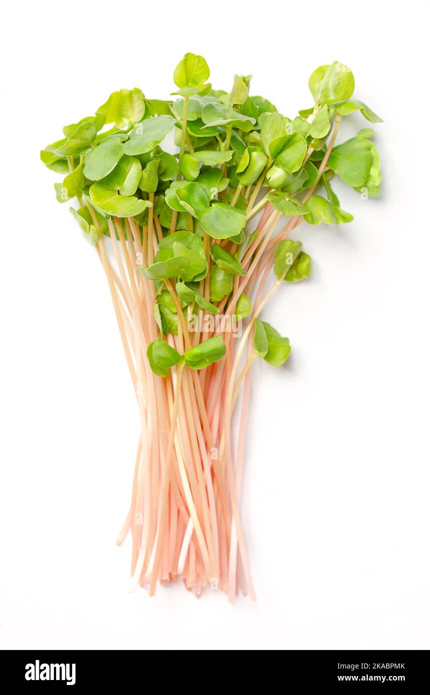 Ein Haufen von Buchweizen-Mikrogrüns. Verzehrfertige frische Sprossen, grüne Setzlinge, junge Pflanzen und Triebe von Fagopyrum esculentum. Stockfoto