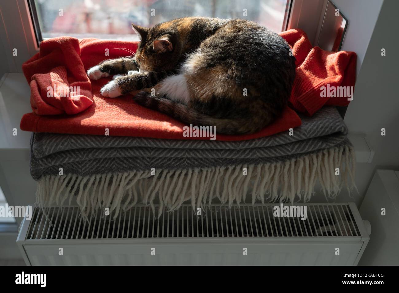 Katze liegt auf einer bequemen roten Decke und versteckt die Nase zwischen den Pfoten und versucht, sich am kalten Morgen warm zu halten Stockfoto