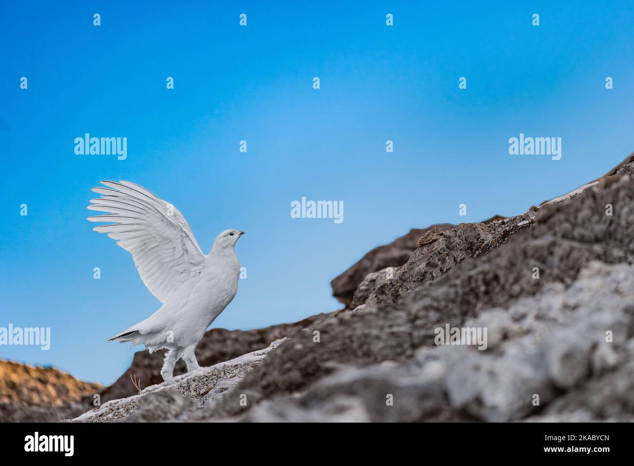 Wie ein Engel, das Felsenschneehuhn Weibchen am blauen Himmel (Lagopus muta) Stockfoto