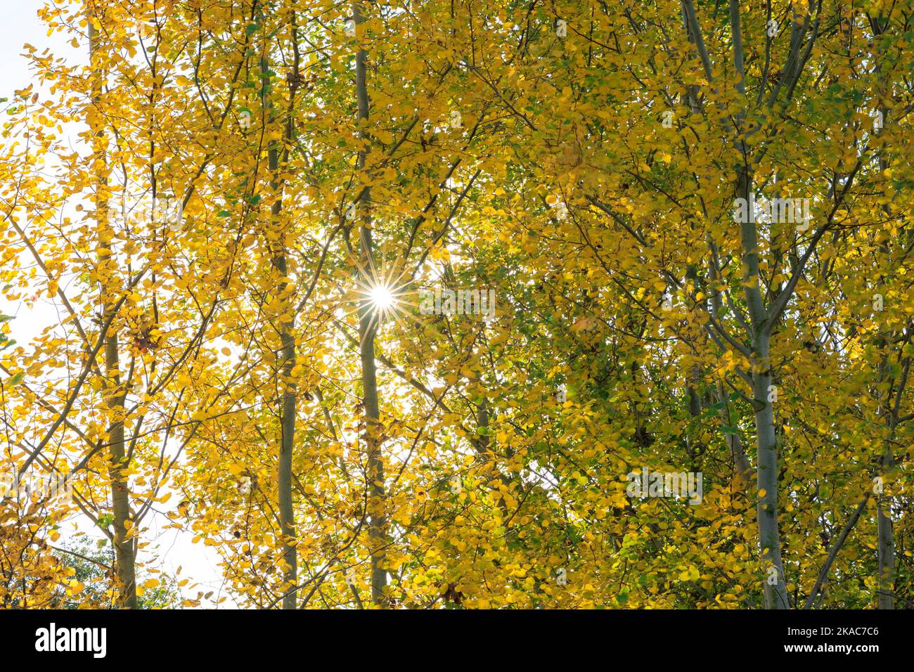 Unter den Baumkronen in Herbstfarbe Stockfoto