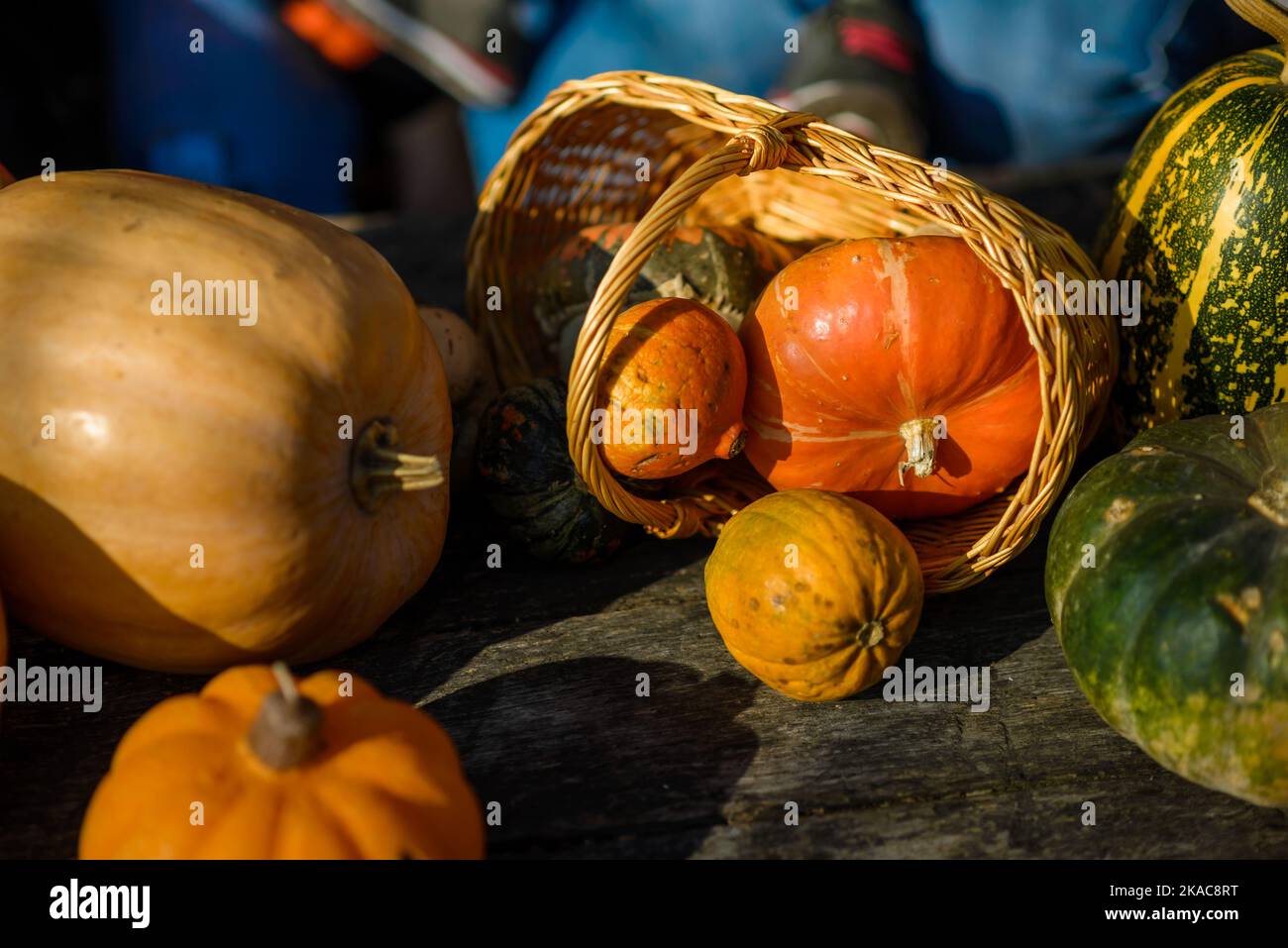 Spaß für die ganze Familie - geschnitzte Kürbisse in Jack-o-Laternen für halloween Nahaufnahme bemalt Stockfoto