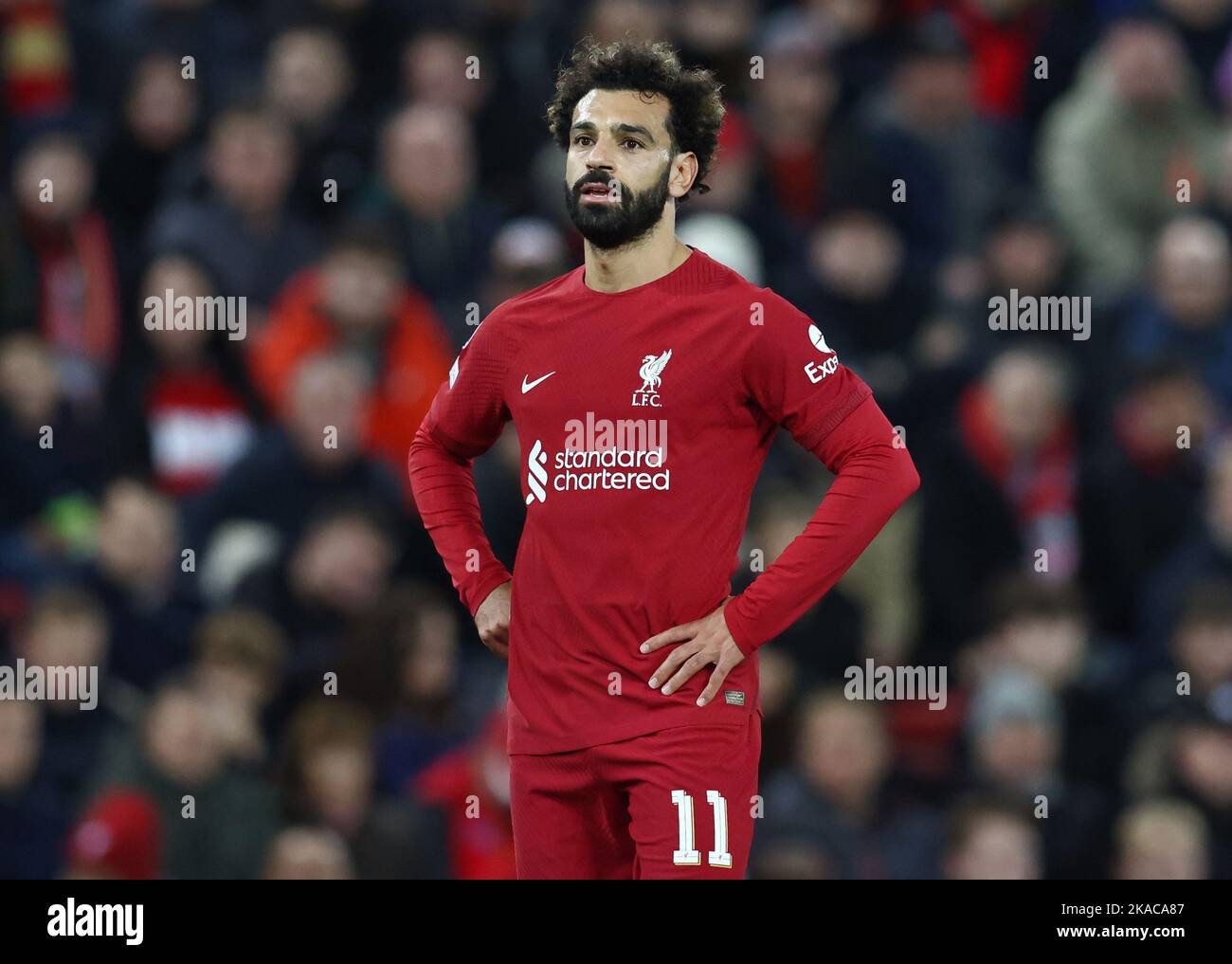 Liverpool, England, 1.. November 2022. Mohamed Salah von Liverpool während des UEFA Champions League-Spiels in Anfield, Liverpool. Bildnachweis sollte lauten: Darren Staples / Sportimage Stockfoto